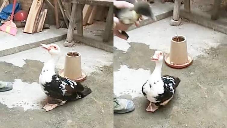 【宝宝突然被“劫持” 鸭妈妈反应笑翻网友:终于知道啥叫急得跺脚了】如果孩子突然被“劫持”,